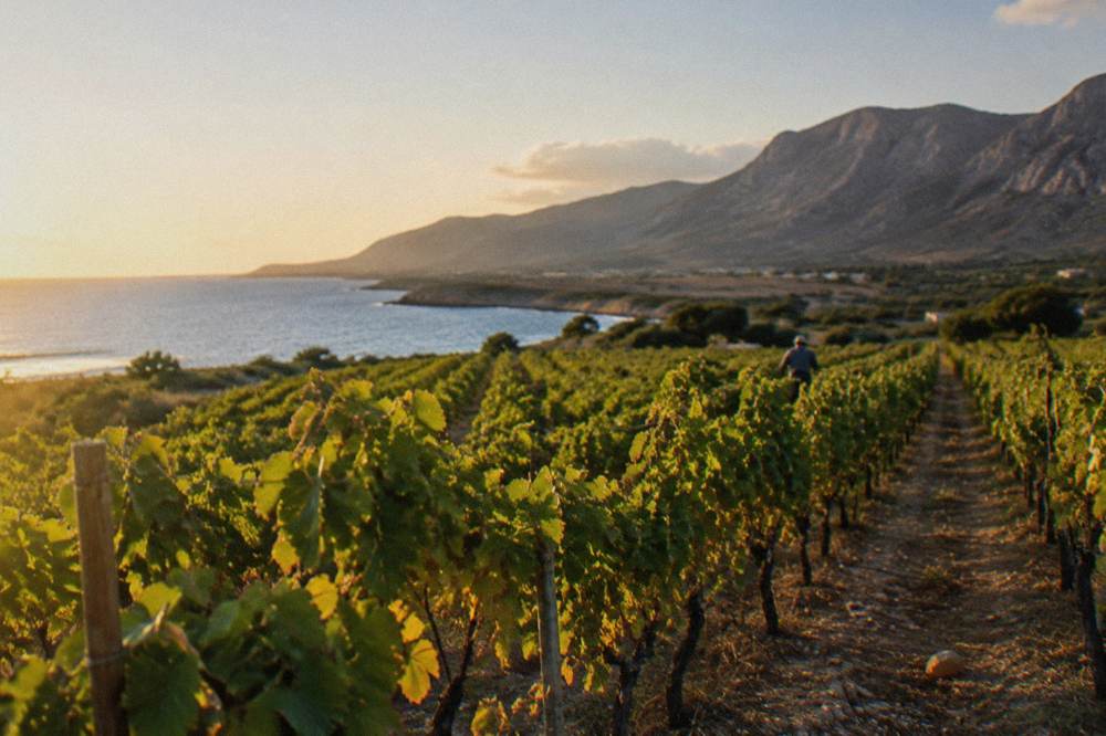 Rows of grapevines on a flat coastal plain with mountains rising behind