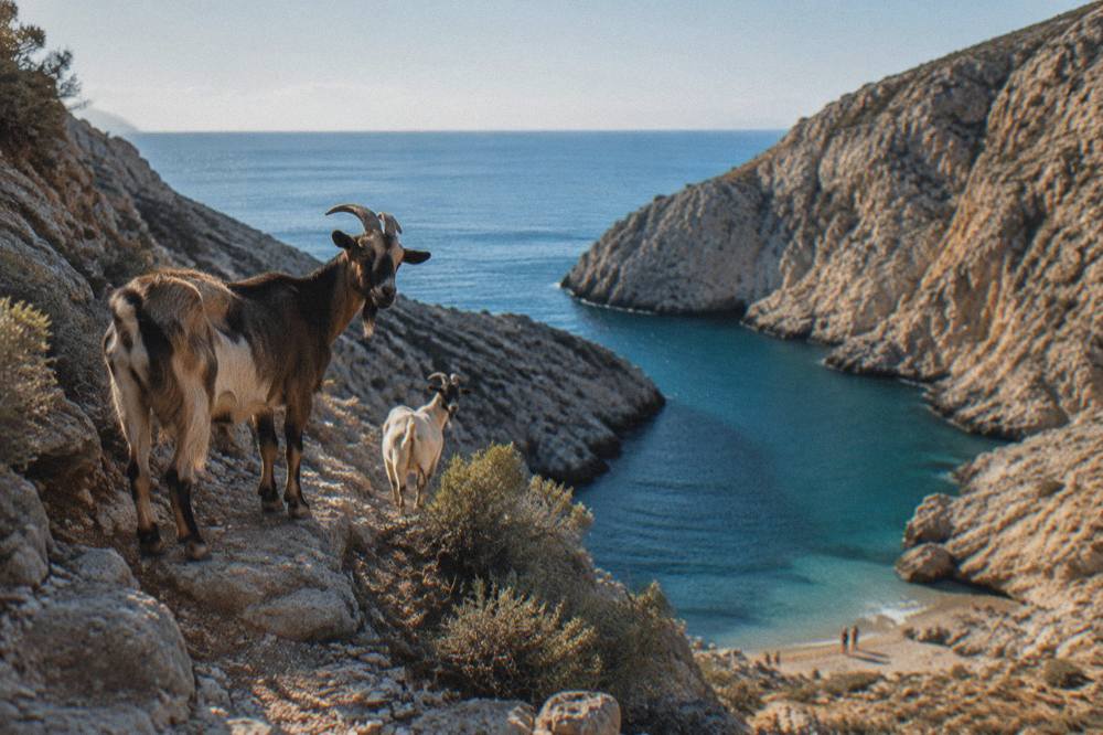 Goats standing on a narrow rocky ledge above a blue sea inlet