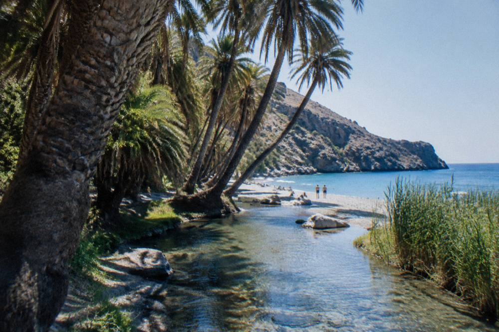 Tall palm trees leaning over a clear freshwater stream near the shore