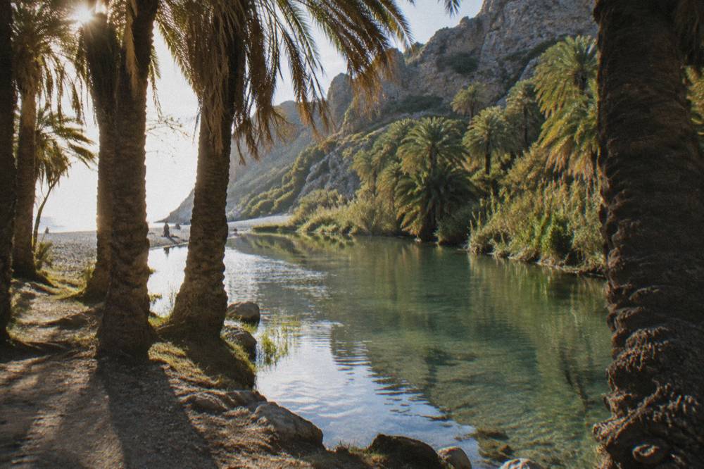 Sunlight on a calm river pool between palm trunks in early morning