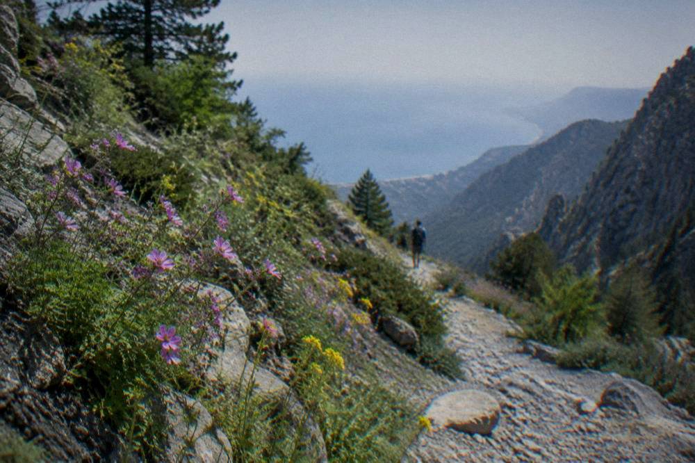 Spring flowers along a mountain trail with the sea in the far distance