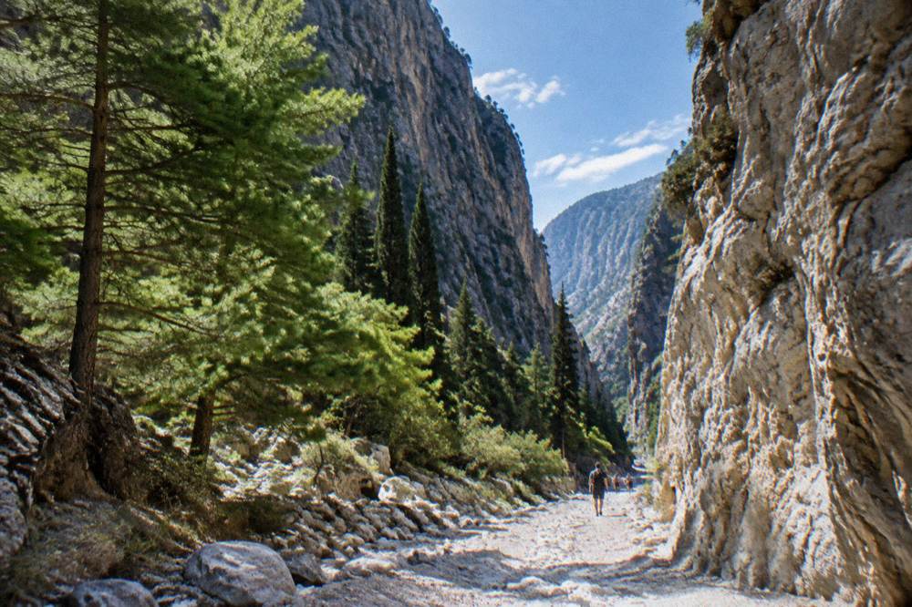 A narrow limestone gorge with a pebble path between pines at Samaria Gorge